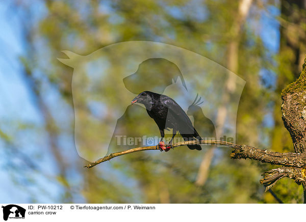 Rabenkrhe / carrion crow / PW-10212