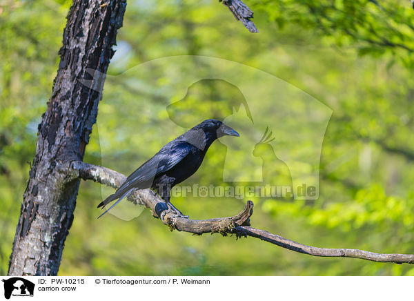 Rabenkrhe / carrion crow / PW-10215