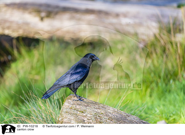 carrion crow / PW-10218