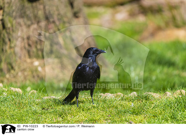 carrion crow / PW-10223