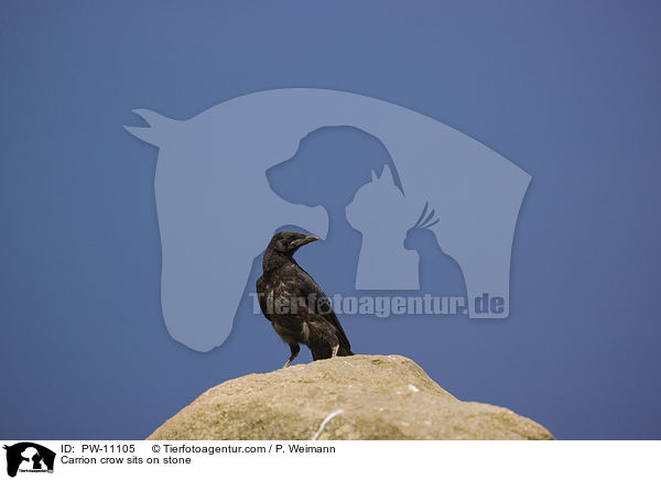 Carrion crow sits on stone / PW-11105