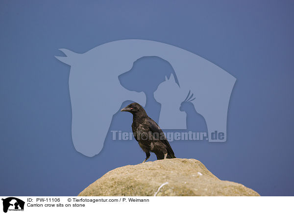 Carrion crow sits on stone / PW-11106