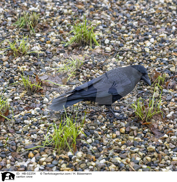 Rabenkrhe / carrion crow / HB-02254