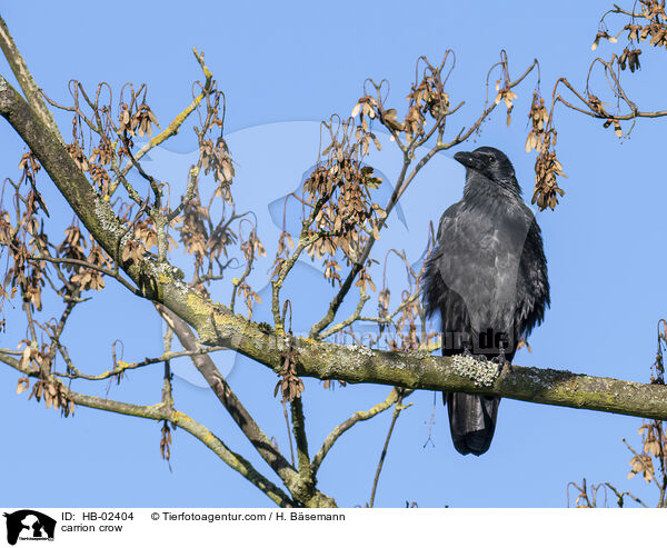 carrion crow / HB-02404