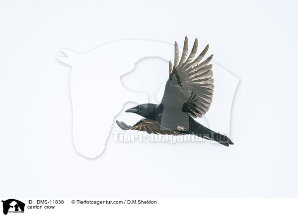 Rabenkrhe / carrion crow / DMS-11838