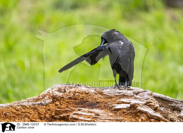 Rabenkrhe / Carrion crow / DMS-12037
