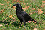 Carrion Crow