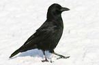 Carrion Crow