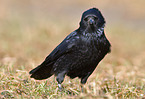 crow