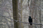 Carrion Crow