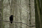 Carrion Crow