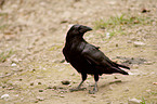 Carrion Crow