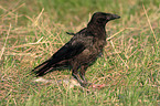 Carrion Crow