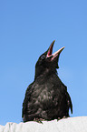 carrion crow