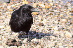 carrion crow