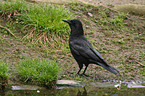 carrion crow