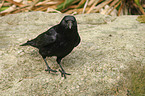 carrion crow