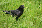 carrion crow