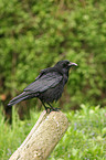 carrion crow