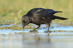 carrion crow