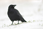 carrion crow