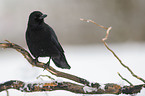 carrion crow