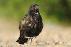 carrion crow