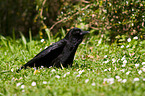 carrion crow