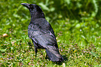 carrion crow