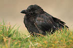 carrion crow