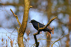 carrion crow