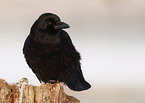 carrion crow