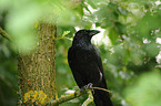 carrion crow