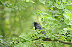 carrion crow