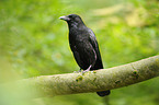 carrion crow