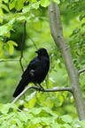 carrion crow