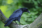 carrion crow