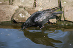 carrion crow