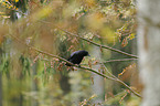 carrion crow