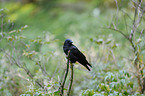 carrion crow