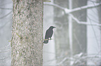 carrion crow