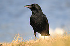 carrion crow