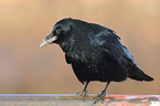 carrion crow