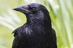 carrion crow