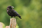 carrion crow