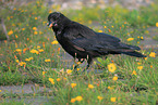 carrion crow