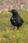 carrion crow