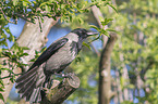 carrion crow