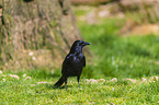 carrion crow