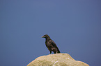 Carrion crow sits on stone